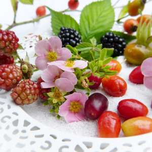 Aliments
